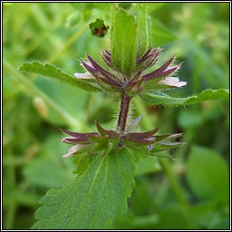 Field Woundwort, Stachys arvensis