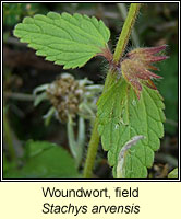 Woundwort, field, Stachys arvensis