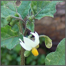 Black Nightshade, Solanum nigrum