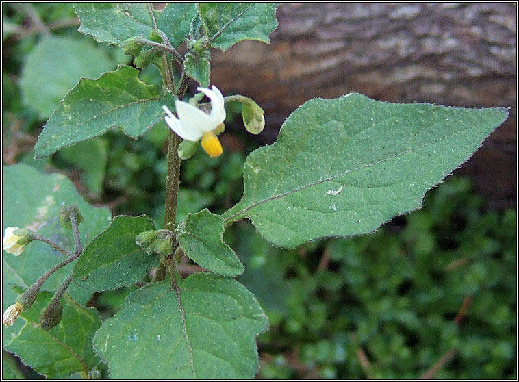Black Nightshade, Solanum nigrum