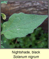Nightshade, Black, Solanum nigrum
