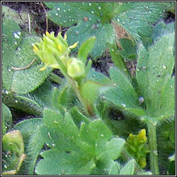 Small-flowered Buttercup, Ranunculus parviflorus