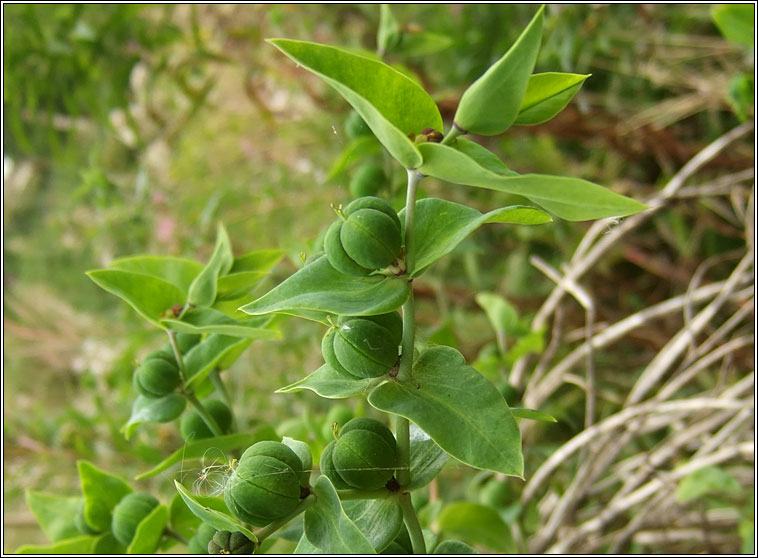 Caper Spurge, Euphorbia lathyris