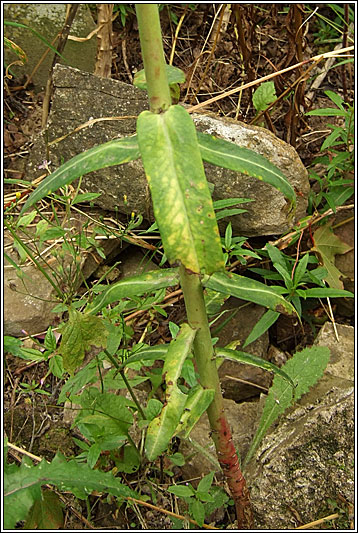 Caper Spurge, Euphorbia lathyris