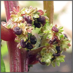 Many-seeded Goosefoot, Chenopodium polyspermum