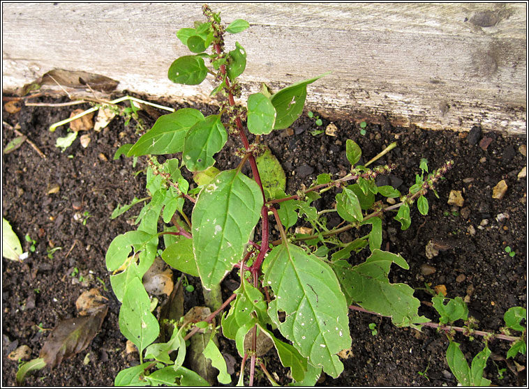 Many-seeded Goosefoot, Chenopodium polyspermum