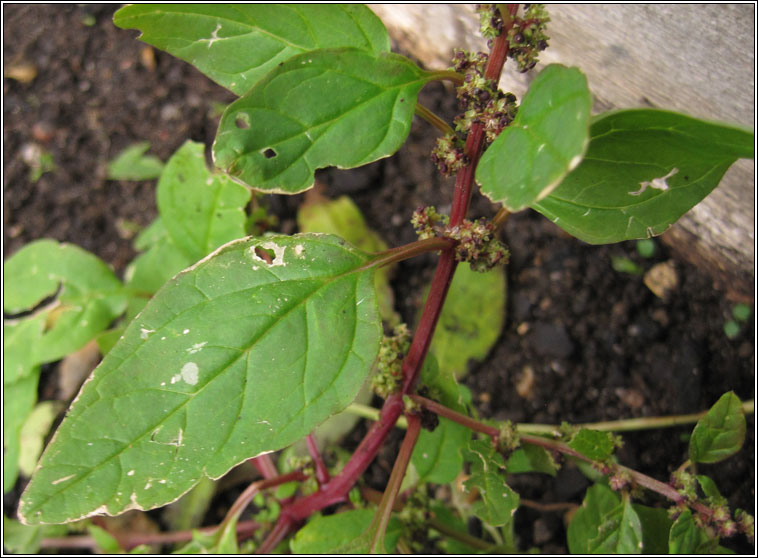 Many-seeded Goosefoot, Chenopodium polyspermum