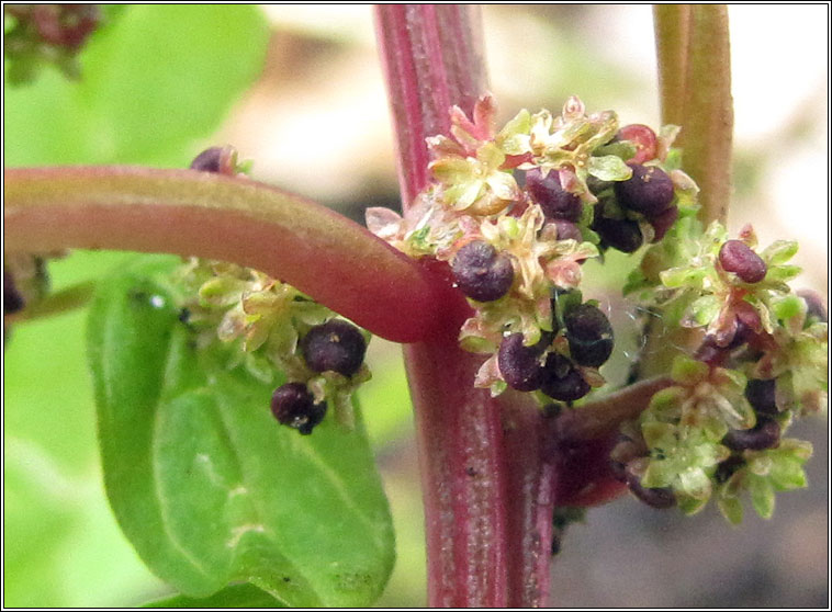 Many-seeded Goosefoot, Chenopodium polyspermum