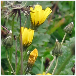 Smooth Hawk's-beard, Crepis capillaris 