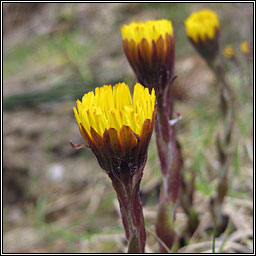 Coltsfoot, Tussilago farfara