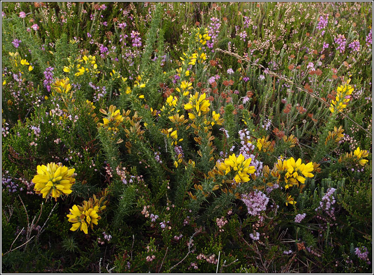 Dwarf Gorse, Ulex minor