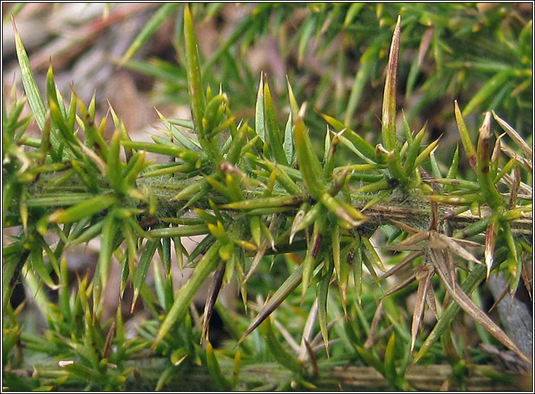 Dwarf Gorse, Ulex minor