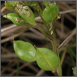 English Scurvy-grass, Cochlearia anglica