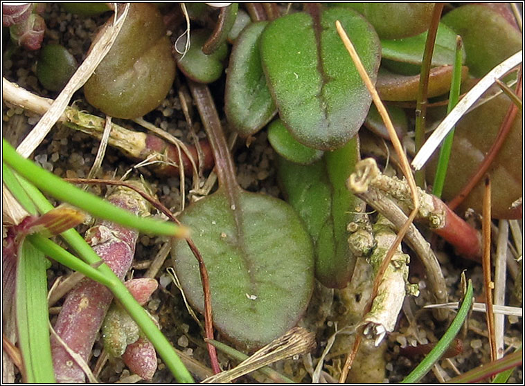 English Scurvy-grass, Cochlearia anglica