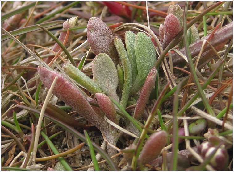 Sea Purslane, Atriplex portulacoides