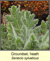 Groundsel, heath, Senecio sylvaticus