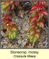 Stonecrop, mossy, Crassula tillaea