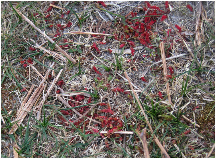 Mossy Stonecrop, Crassula tillaea