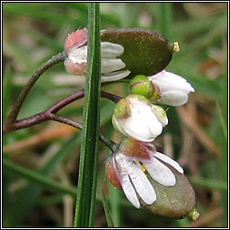 Whitlow Grass, Erophila verna agg