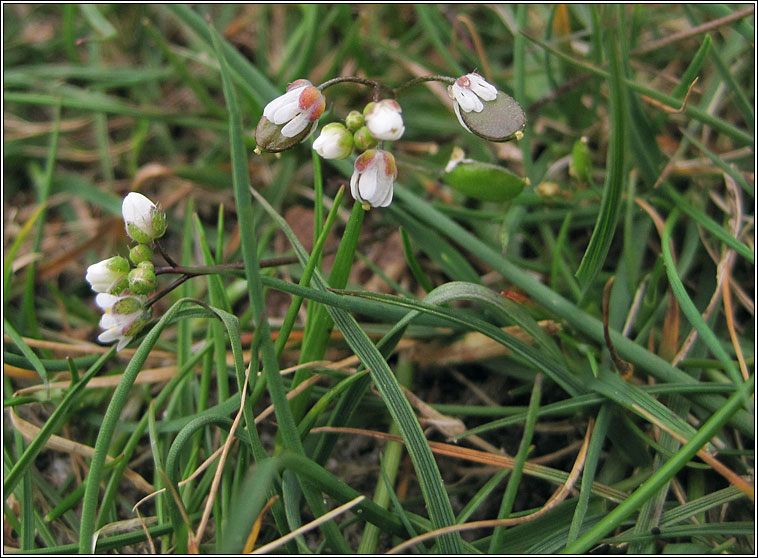 Whitlow Grass, Erophila verna agg