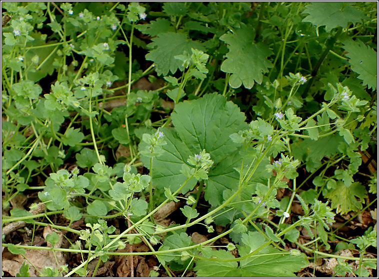 Ivy-leaved Speedwell, Veronica hederifolia