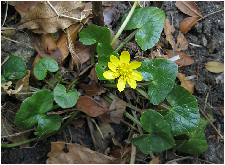 Lesser Celandine, Ranunculus ficaria, Ficaria verna