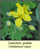 Celandine, greater, Chelidonium majus