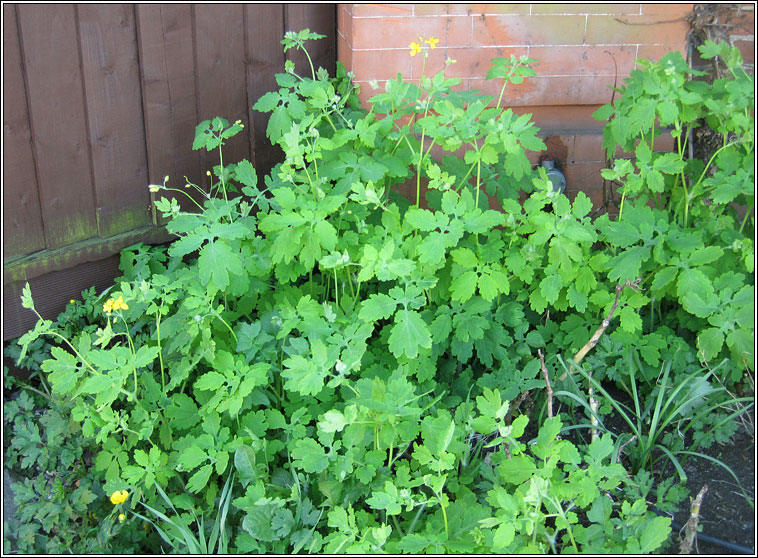 Greater Celandine, Chelidonium majus