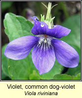 Violet, common dog-violet, Viola riviniana