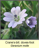 Cranes-bill, doves-foot, Geranium molle