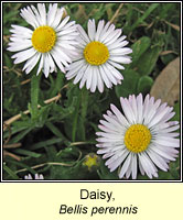Daisy, Bellis perennis