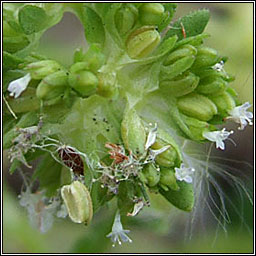 Keeled-fruited Cornsalad, Valerianella carinata