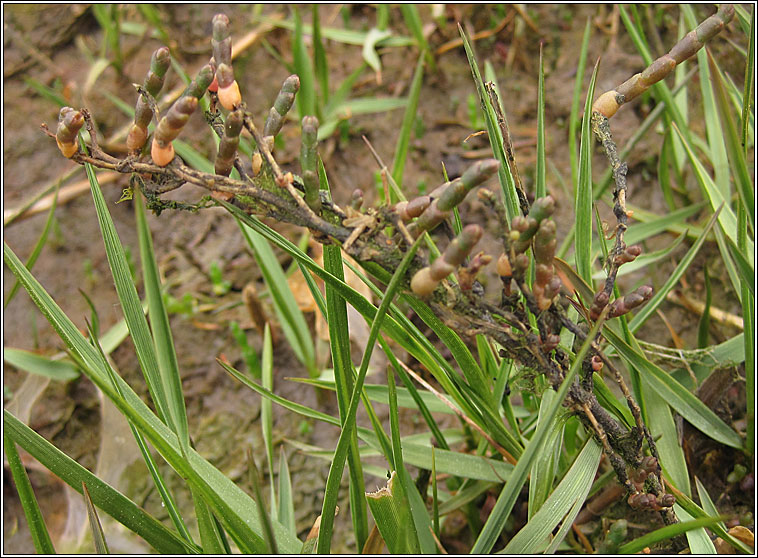 Perennial Glasswort, Sarcocornia perennis
