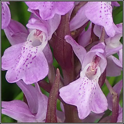 Southern Marsh-orchid, Dactylorhiza praetermissa