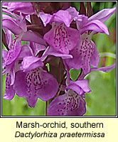 Marsh-orchid, southern, Dactylorhiza praetermissa