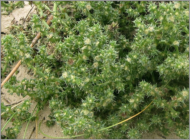Prickly Saltwort, Salsola kali