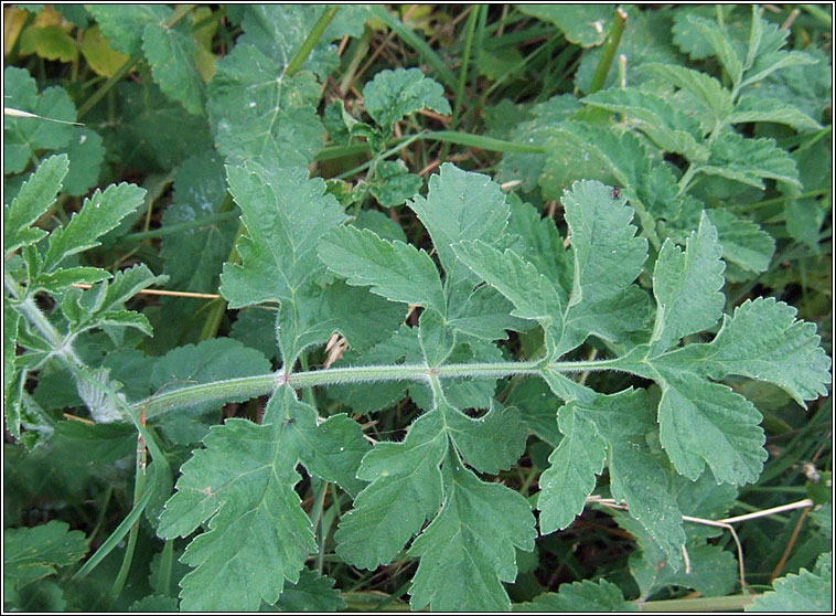 Wild Parsnip, Pastinaca sativa