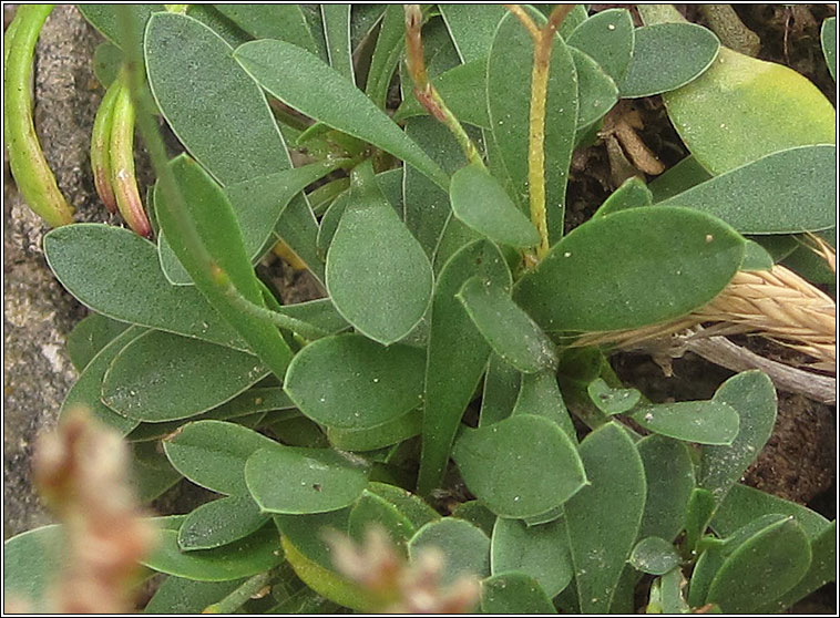 Portland Sea-lavender, Limonium recurvum subsp portlandicum