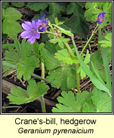 Crane's-bill, hedgerow, Geranium pyrenaicium