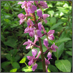 Early Purple Orchid, Orchis mascula