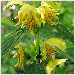 Yellow Archangel, Lamiastrum galeobdolon subsp montanum