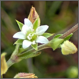 Thyme-leaved Sandwort, Arenaria serpyllifolia ssp serpyllifolia