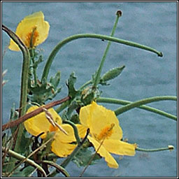 Yellow Horned Poppy, Glaucium flavum