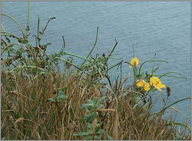 Yellow Horned Poppy, Glaucium flavum