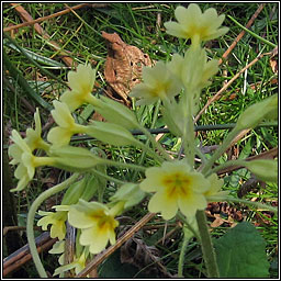 False Ox-lip, Primula x polyantha