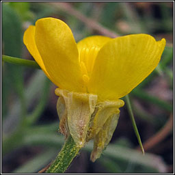Bulbous Buttercup, Ranunculus bulbosus