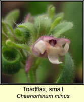 Toadflax, small, Chaenorhinum minus