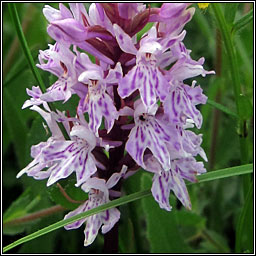 Common Spotted-orchid, Dactylorhiza fuchsii