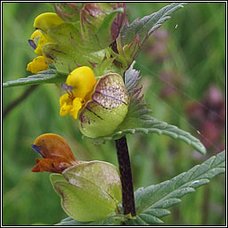 Yellow-rattle, Rhinanthus minor