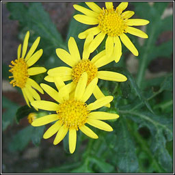 Oxford Ragwort, Senecio squalidus